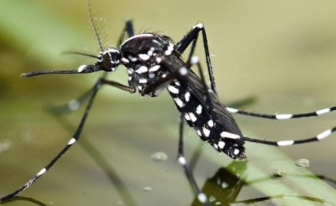 حشرة النمر الآسيوي