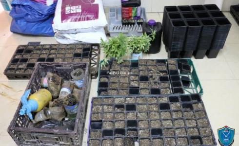  ضبط 70 شتلة ماريجوانا