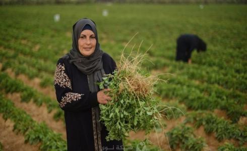 رام الله: "الاقتصاد" تعلن تقديم منح لدعم النساء في القطاع الزراعي