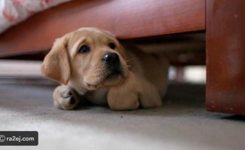 الكلب لديه حاسة شم تفوق البشر عشرات الآلاف من المرات