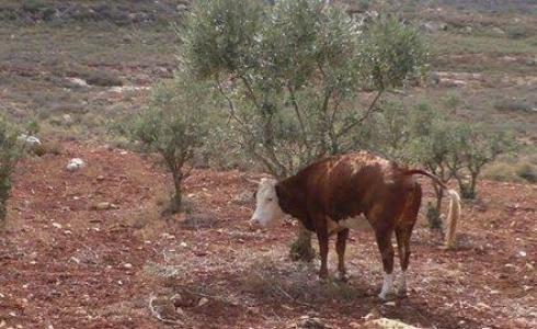 رعي ابقار المستوطنين