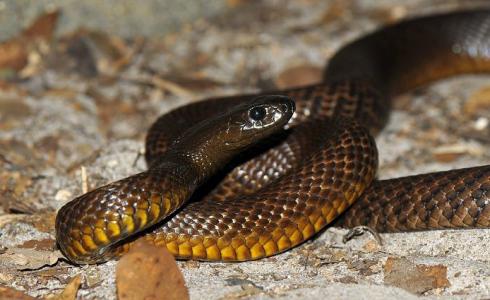 أم الفحم : مواطن يعثر على أفعى سامة 