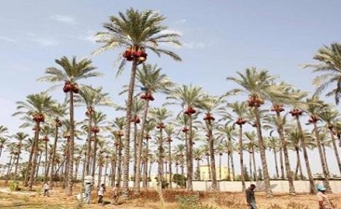 موسم النخيل - أرشيفية