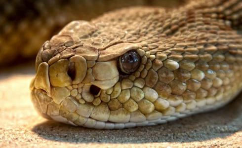 شاهد: كاميرا عالية الدقة توثق كيف تطير الثعابين في الهواء