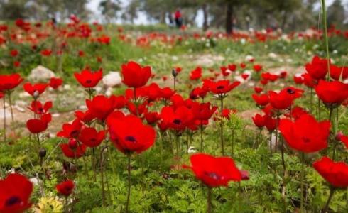 مستوطنون يتوافدون لغلاف غزة لمشاهدة شقائق النعمان