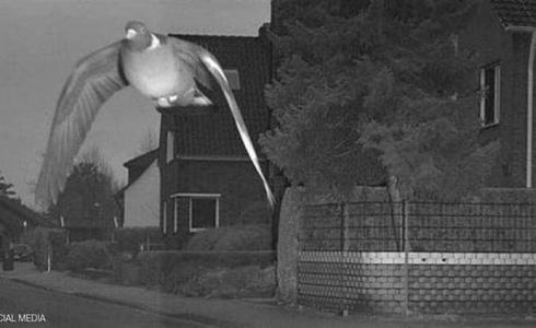 الحمامة المسرعة