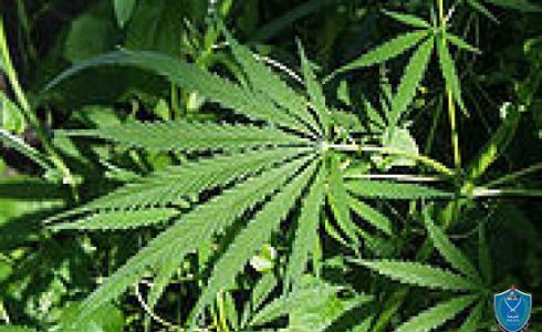 الشرطة تضبط 65 شتلة يشتبه انها مخدرة داخل مشتل قيد الإنشاء في الخليل