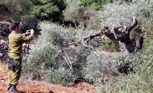 مستوطنون يدمرون أشجار زيتون ويسرقون ثمارها جنوب غرب نابلس