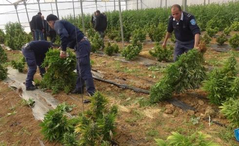الشرطة الفلسطينية تضبط مشتلاً لزراعة الماريجوانا