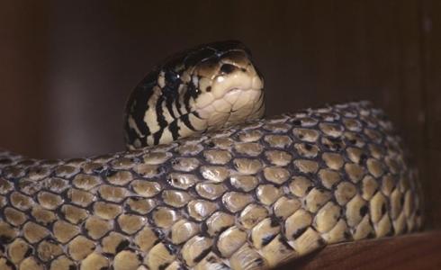 ثعبان_ أرشفة