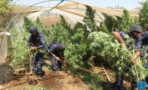 العثور على مشتل مخدرات في الضفة الغربية -ارشيف-