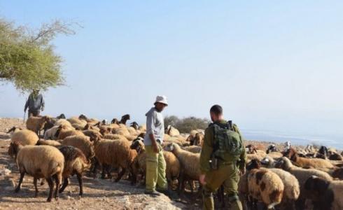 مستوطنون يطاردون رعاة الأغناة بالأغوار الشمالية