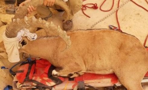 تخليص قطيع الايائل من السقوط في وادي عربة