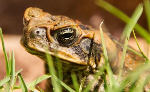 قفدع علجوم القصب السام