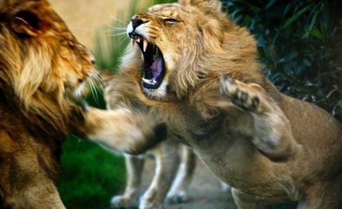 شاهد: معركة حامية الوطيس بين مجموعة من الحيوانات