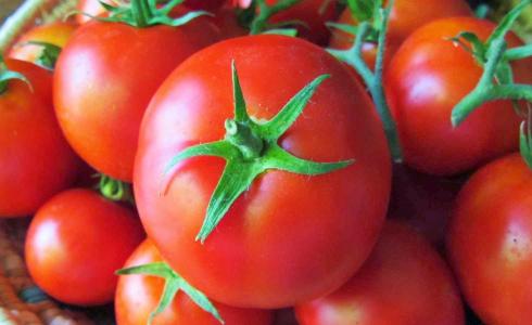 ارتفاع اسعار البندورة في غزة