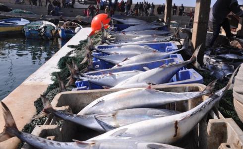 اسماك في غزة