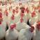 سعر كيلو الدجاج في غزة - توضيحية