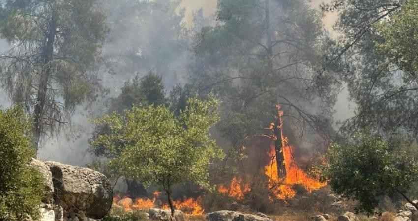 تجدد الحريق بغابات القدس.jpeg