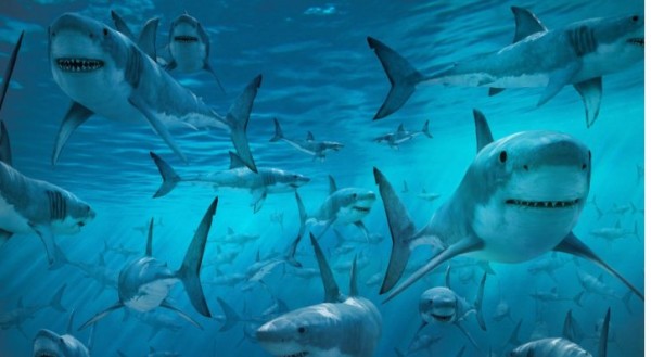 مجموعة من أسماك القرش تلتهم حوتا ضخما.jpg