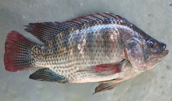 Tilapia.jpg