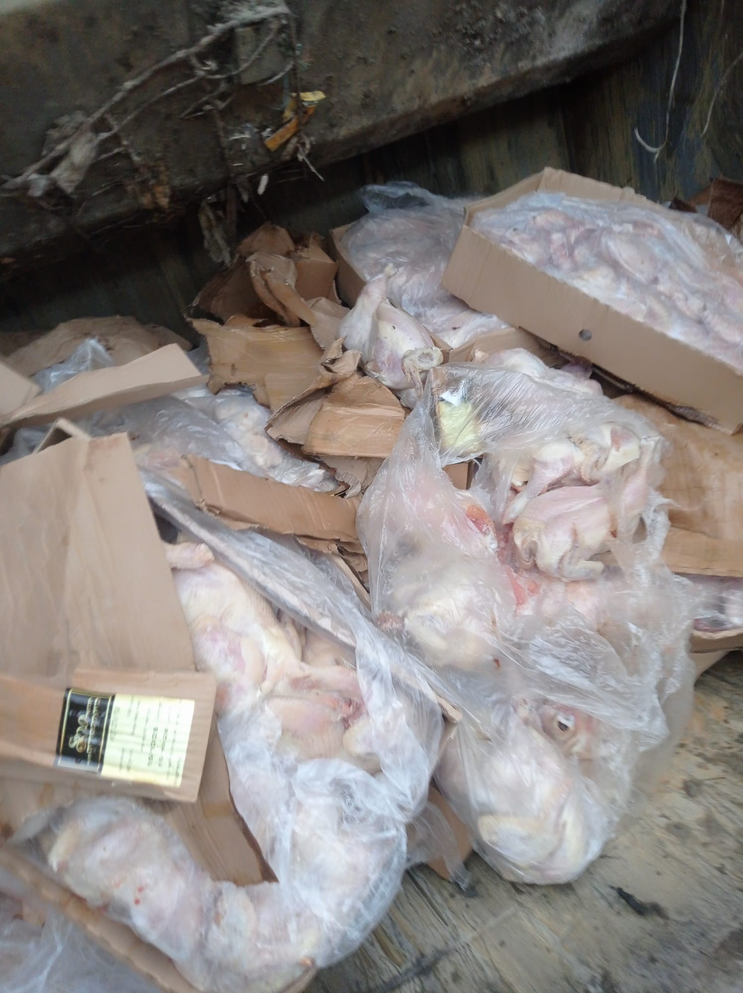 بالصور: اتلاف 6 طن من الدجاج الفاسد وسط قطاع غزة