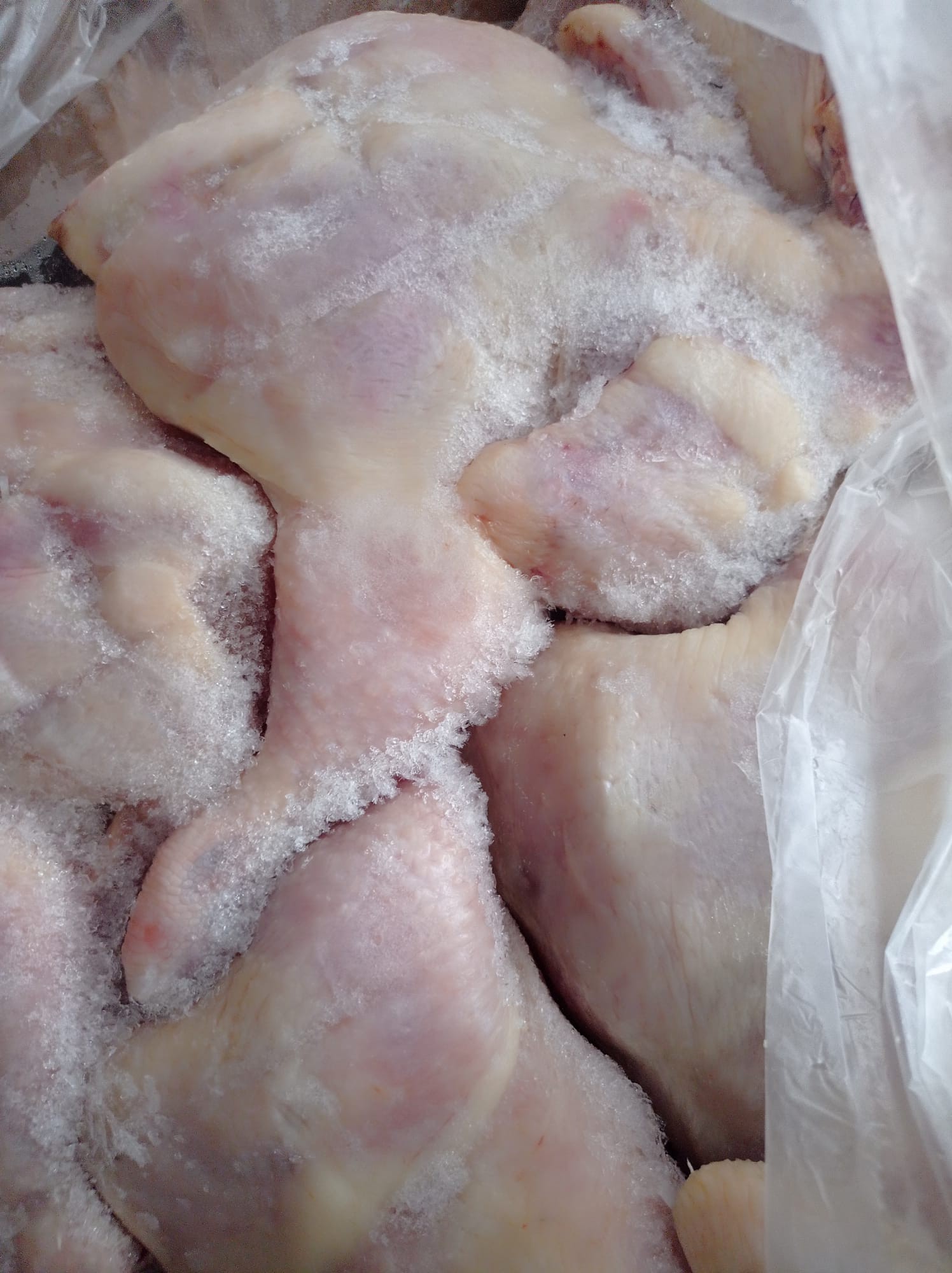 بالصور: اتلاف 6 طن من الدجاج الفاسد وسط قطاع غزة