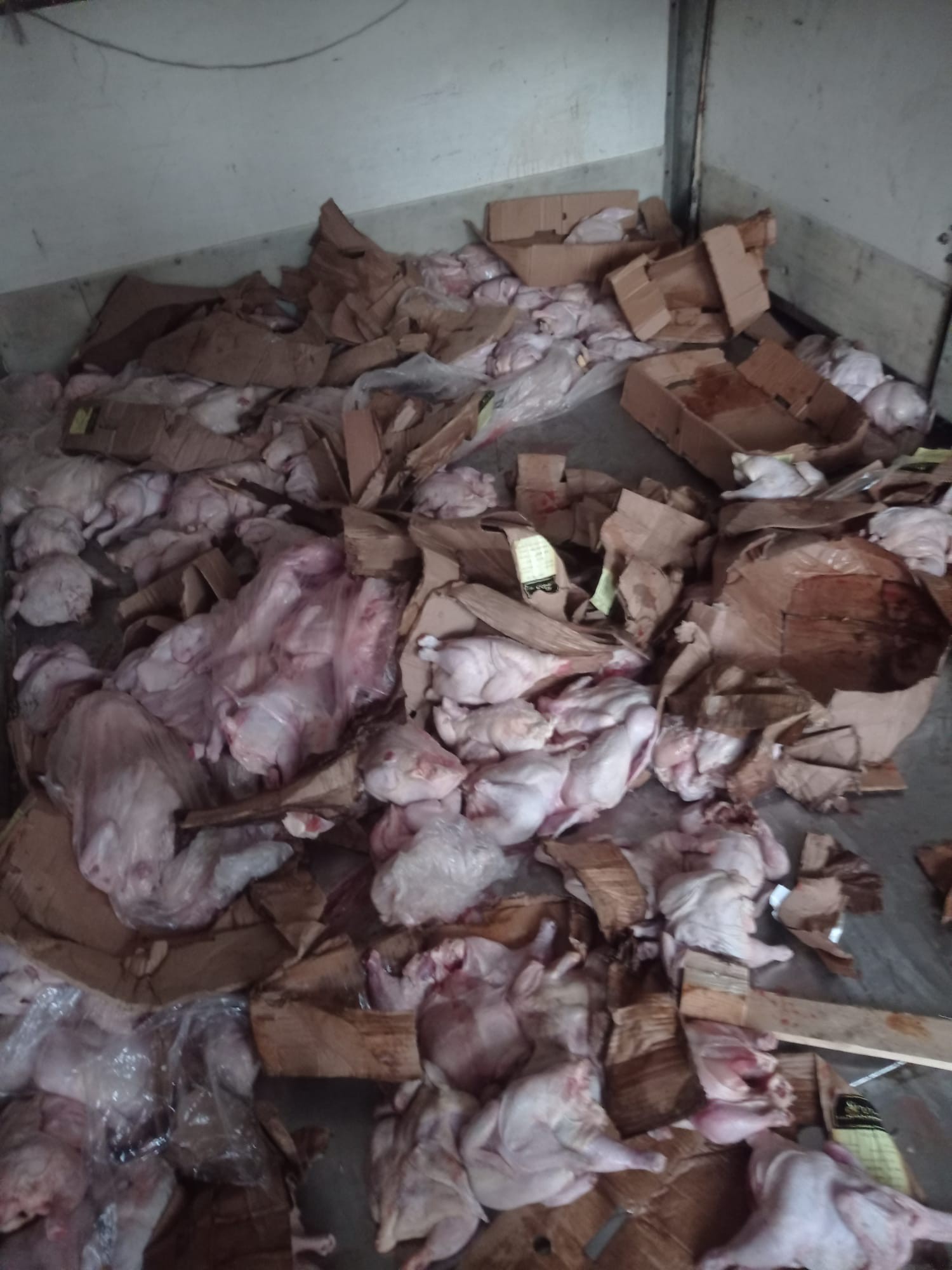 بالصور: اتلاف 6 طن من الدجاج الفاسد وسط قطاع غزة