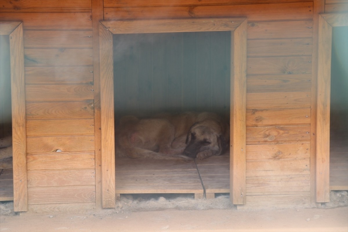 فندق للحيوانات في ولاية وسط تركيا1.jpg