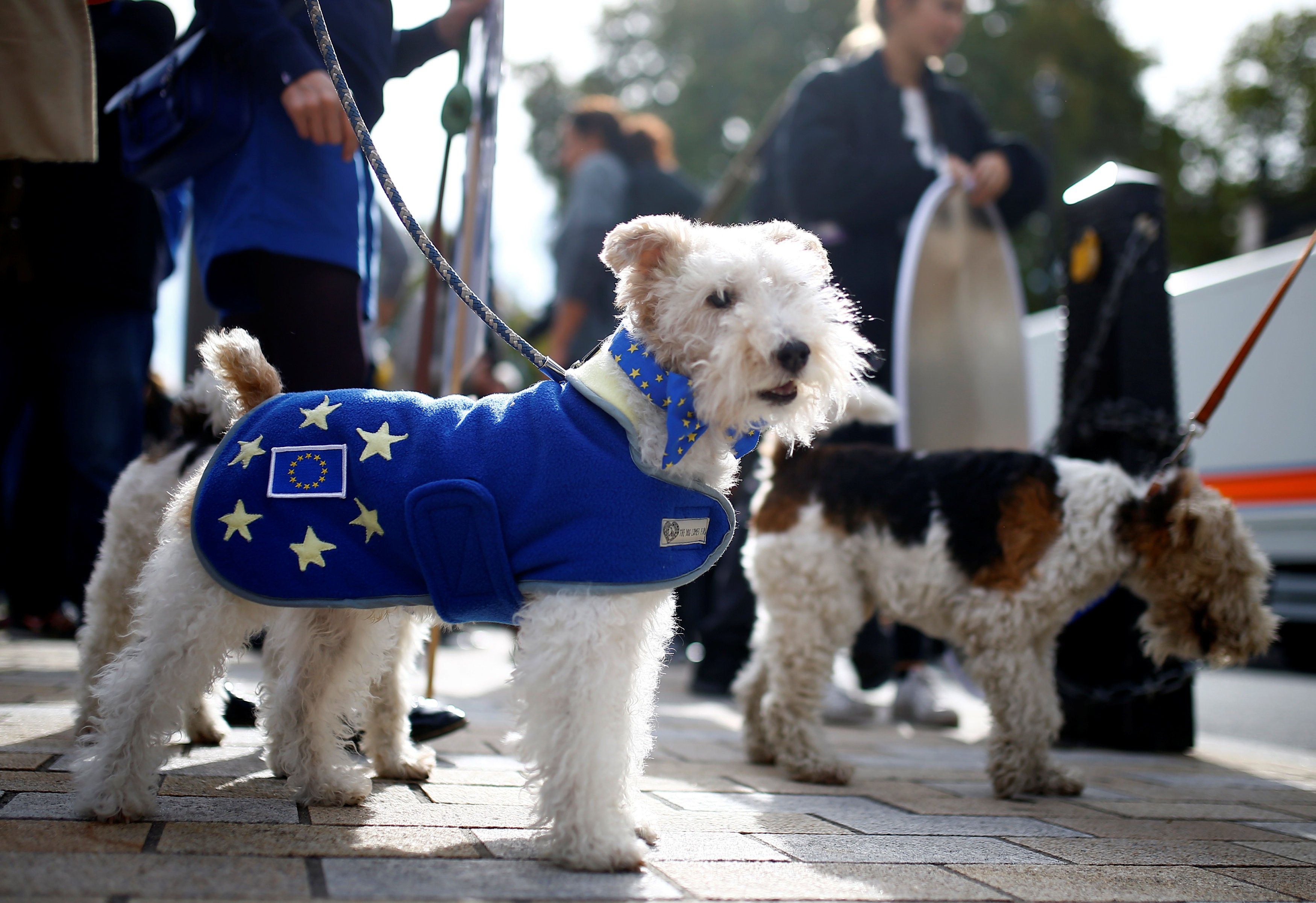 1085119-مظاهرة-لأصحاب-الكلاب-فى-لندن-للمطالبة-بالبقاء-فى-الاتحاد-الأوروبى.JPG