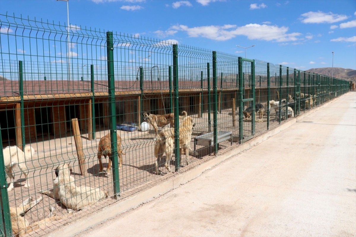 فندق للحيوانات في ولاية وسط تركيا3.jpg