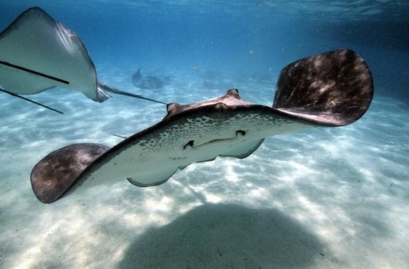 Stingrays-are-close-relatives-of-shark..jpg