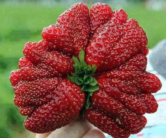 strawberriesss.jpg