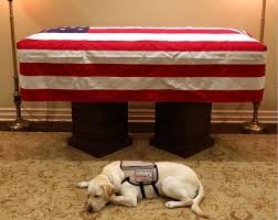 كلب الراحل بوش يأبى فراق جثمان سيده.jpg