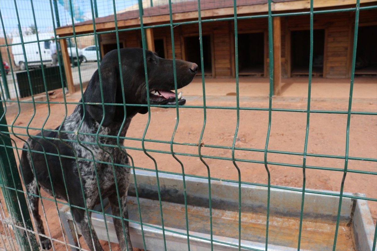 فندق للحيوانات في ولاية وسط تركيا.jpg