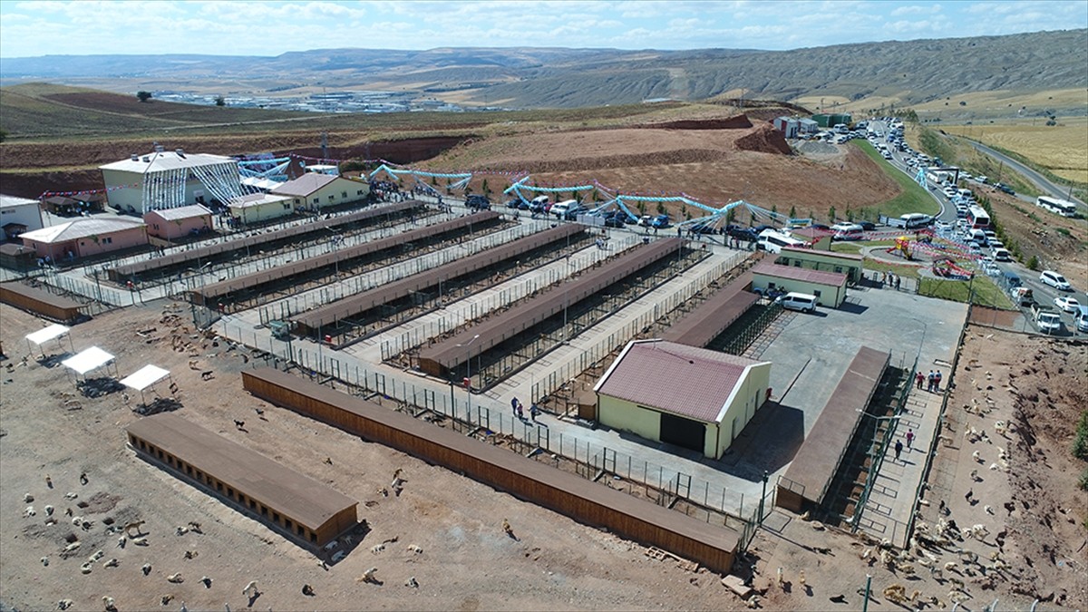 فندق للحيوانات في ولاية وسط تركيا5.jpg